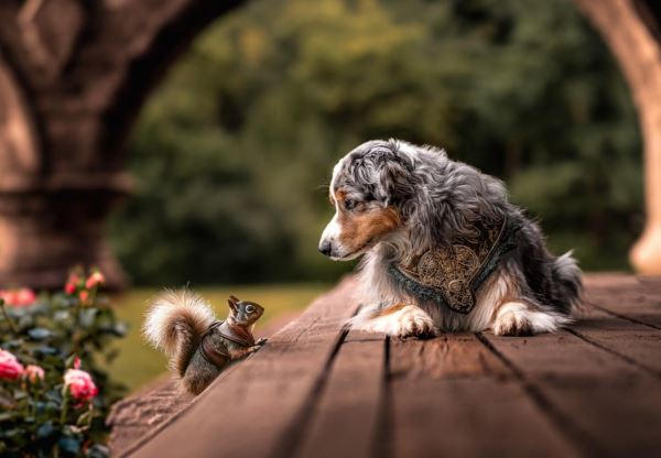 Лучшие кадры собачьей жизни: стали известны победители конкурса Dog Photography Awards 2025 - Экологические новости на ECOportal.su