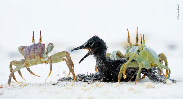Шикарные снимков финалистов конкурса фотографий дикой природы WPOTY 2025 - Экологические новости на ECOportal.su