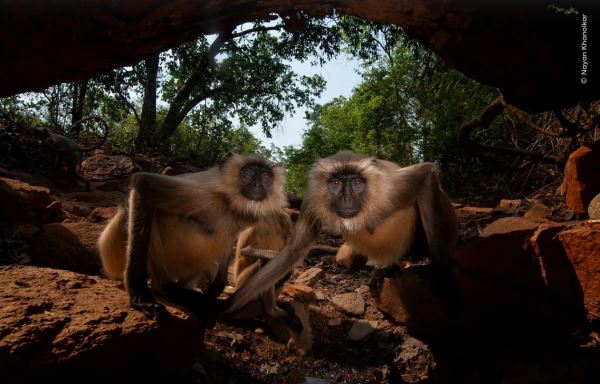 Великолепие дикой природы: объявлены победители престижного фотоконкурса - Экологические новости на ECOportal.su