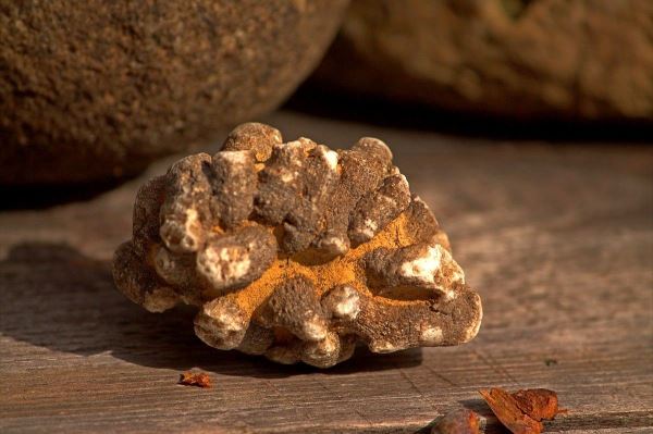 Лишайники — тайные стражи чистоты воздуха — Экологические новости на ECOportal.su