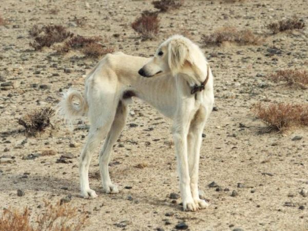 Собаки-достояние: 7 пород, признанных национальным достоянием своих стран - Экологические новости на ECOportal.su