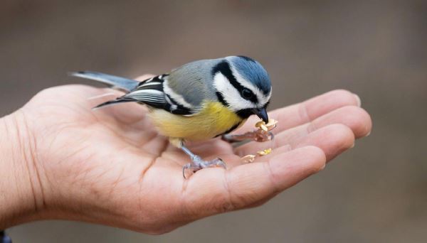Эволюция осторожности: как диета и миграции формируют страх у птиц — Экологические новости на ECOportal.su