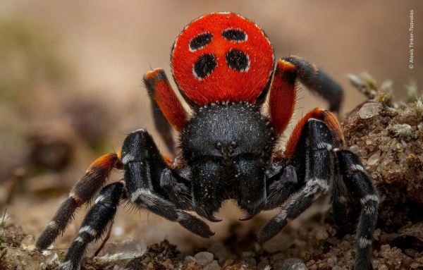 Шикарные снимков финалистов конкурса фотографий дикой природы WPOTY 2025 - Экологические новости на ECOportal.su