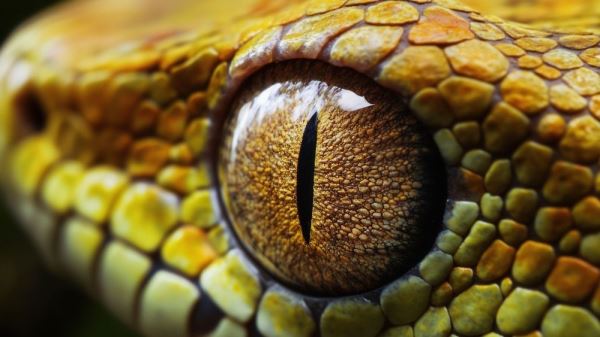 Биологи выяснили, какие змеи атакуют стремительнее всех — Экологические новости на ECOportal.su