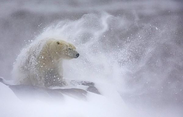Объявлены победители Nature’s Best Photography Awards 2025 - Экологические новости на ECOportal.su