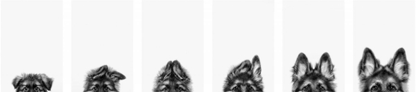 Лучшие кадры собачьей жизни: стали известны победители конкурса Dog Photography Awards 2025 - Экологические новости на ECOportal.su