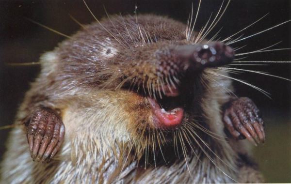 Российская фауна: 10 самых удивительных созданий - Экологические новости на ECOportal.su