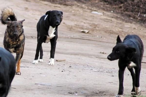 Спастись от стаи собак: эксперт назвал главные правила поведения — Экологические новости на ECOportal.su