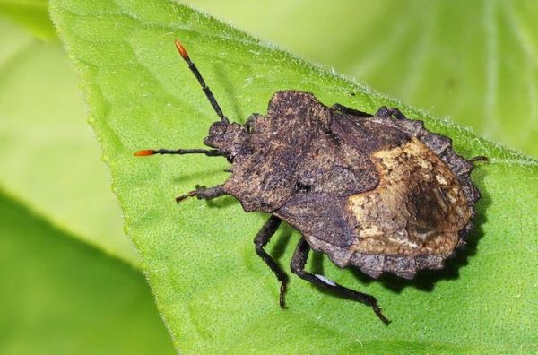 Японские клопы защищают потомство с помощью плесени - Экологические новости на ECOportal.su