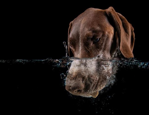 Лучшие кадры собачьей жизни: стали известны победители конкурса Dog Photography Awards 2025 - Экологические новости на ECOportal.su