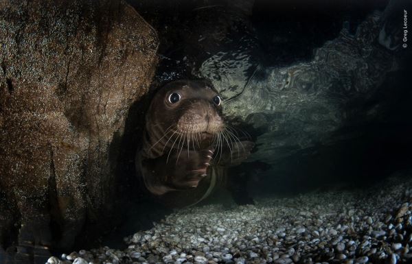 Великолепие дикой природы: объявлены победители престижного фотоконкурса - Экологические новости на ECOportal.su