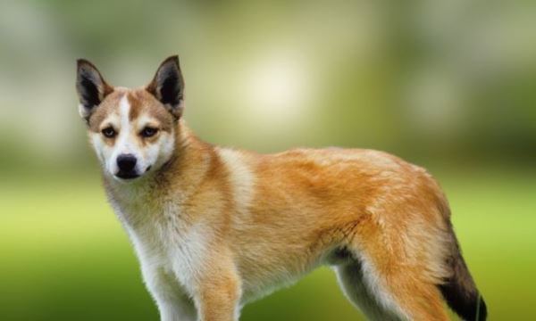 5 самых пород собак с самой странной внешностью: фото - Экологические новости на ECOportal.su