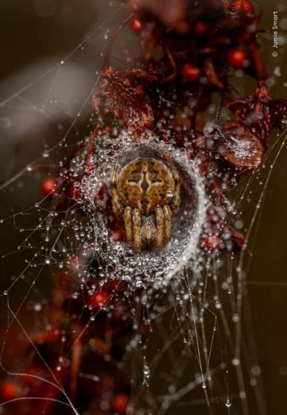 Великолепие дикой природы: объявлены победители престижного фотоконкурса - Экологические новости на ECOportal.su
