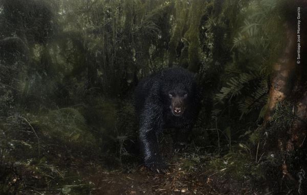 Шикарные снимков финалистов конкурса фотографий дикой природы WPOTY 2025 - Экологические новости на ECOportal.su