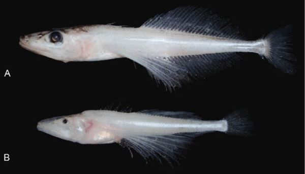 Российская фауна: 10 самых удивительных созданий - Экологические новости на ECOportal.su