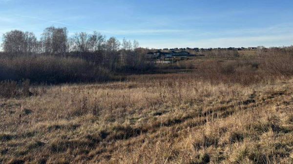 Трагическая гибель ребенка в Красноярском крае от нападения собак — Экологические новости на ECOportal.su