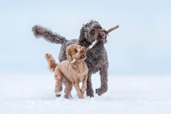 Лучшие кадры собачьей жизни: стали известны победители конкурса Dog Photography Awards 2025 - Экологические новости на ECOportal.su