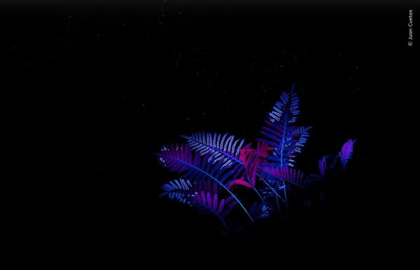 Шикарные снимков финалистов конкурса фотографий дикой природы WPOTY 2025 - Экологические новости на ECOportal.su