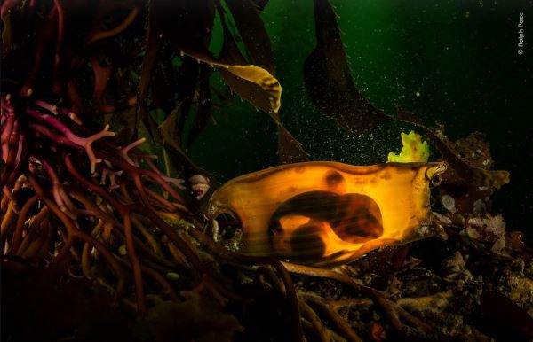 Великолепие дикой природы: объявлены победители престижного фотоконкурса - Экологические новости на ECOportal.su