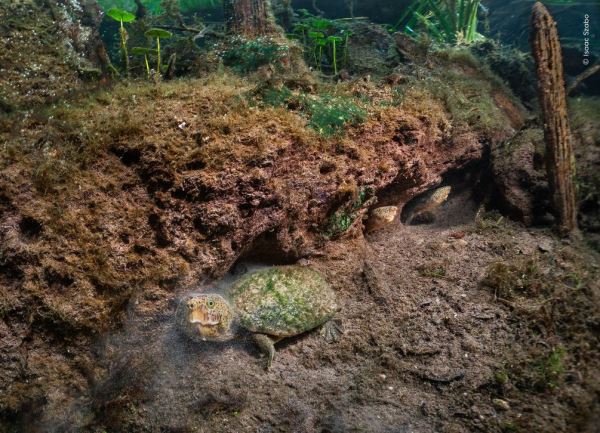 Шикарные снимков финалистов конкурса фотографий дикой природы WPOTY 2025 - Экологические новости на ECOportal.su