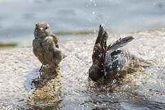 Иностранцы сетями ловили воробьев для еды в российском регионе