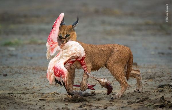 Великолепие дикой природы: объявлены победители престижного фотоконкурса - Экологические новости на ECOportal.su