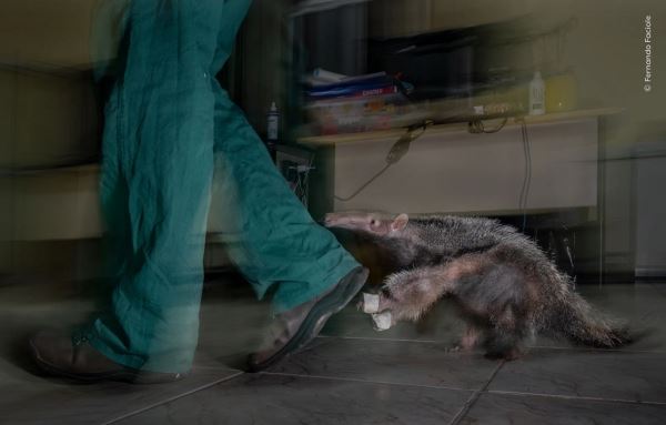 Шикарные снимков финалистов конкурса фотографий дикой природы WPOTY 2025 - Экологические новости на ECOportal.su