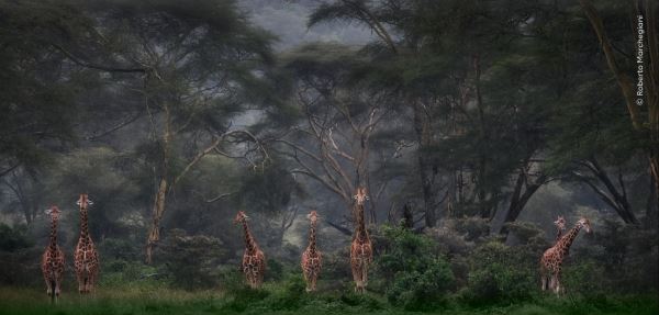 Шикарные снимков финалистов конкурса фотографий дикой природы WPOTY 2025 - Экологические новости на ECOportal.su