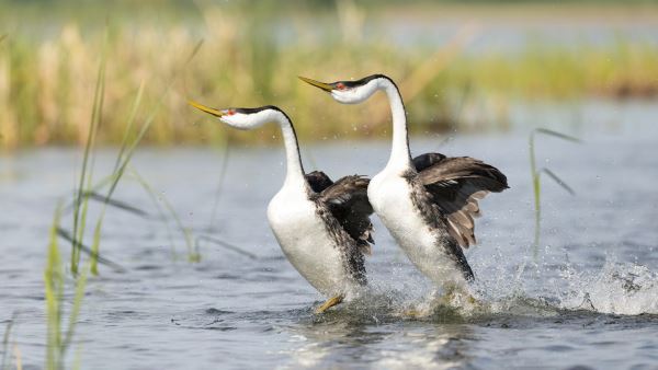 Удивительные существа, способные ходить по воде - Экологические новости на ECOportal.su