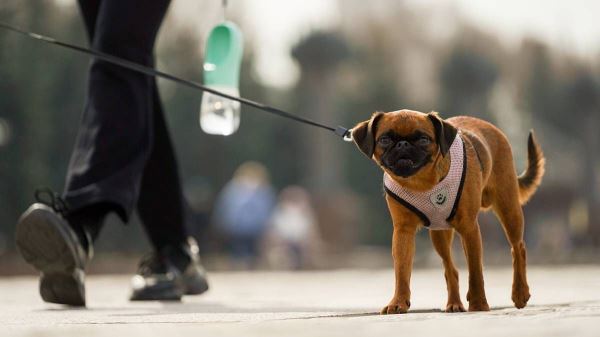 Впервые в России оштрафовали за собачью мочу: что говорят юристы - Экологические новости на ECOportal.su