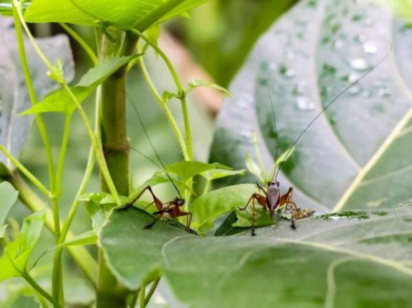 Сверчки-диджеи: как насекомые используют листья как усилители звука - Экологические новости на ECOportal.su