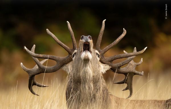 Шикарные снимков финалистов конкурса фотографий дикой природы WPOTY 2025 - Экологические новости на ECOportal.su