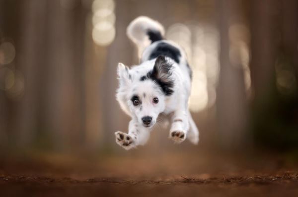 Лучшие кадры собачьей жизни: стали известны победители конкурса Dog Photography Awards 2025 - Экологические новости на ECOportal.su